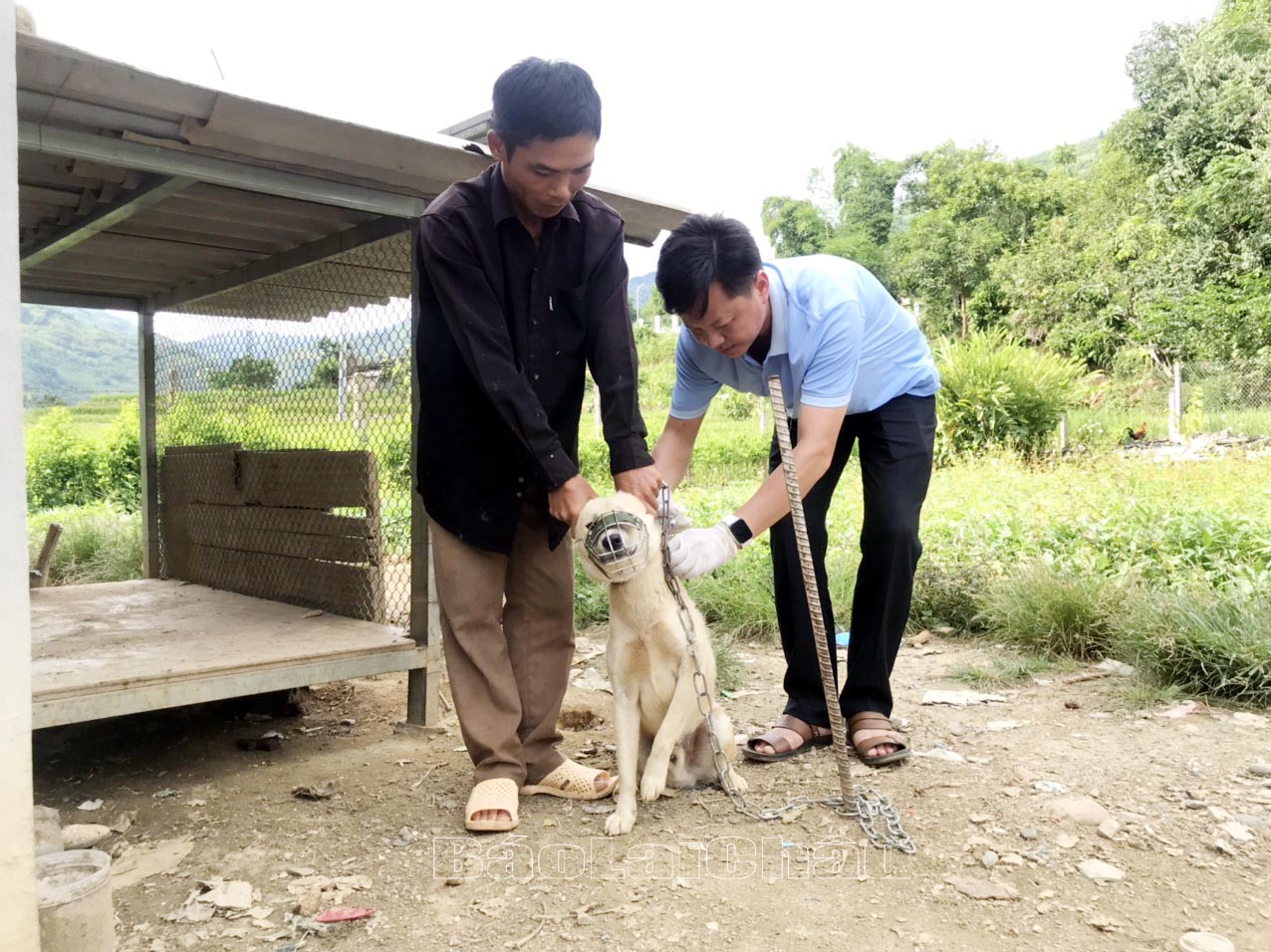 Cán bộ thú y xã Bản Lang tiêm vắc xin phòng dại cho đàn chó tại bản Nà Cúng.